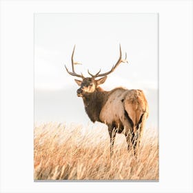 Western Elk Canvas Print