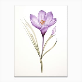 Saffron Vintage Botanical Herbs 2 Canvas Print