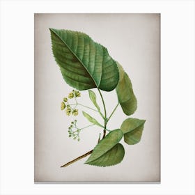 Vintage Linden Tree Branch Botanical on Parchment Canvas Print