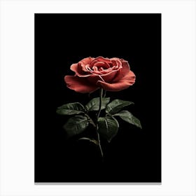 Single Rose On Black Background 29 Canvas Print