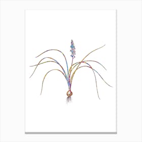 Stained Glass Lachenalia Angustifolia Mosaic Botanical Illustration on White Canvas Print