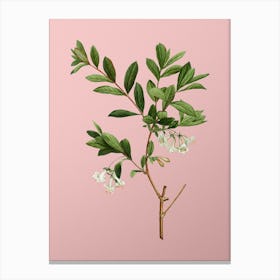 Vintage White Honeysuckle Plant Botanical on Soft Pink n.0666 Canvas Print