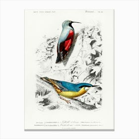 Different Types Of Birds, Charles Dessalines D'Orbigny 29 Canvas Print