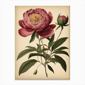 Peony Canvas Print