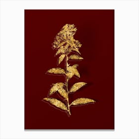 Vintage Green Cestrum Botanical in Gold on Red n.0213 Canvas Print