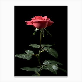 Single Pink Rose 1 Canvas Print