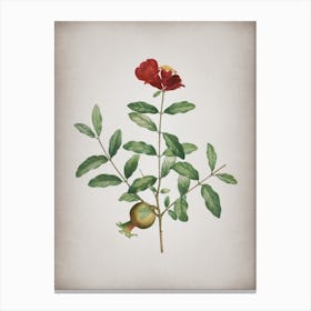 Vintage Pomegranate Branch Botanical on Parchment n.0353 Canvas Print