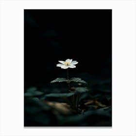 Single Flower In The Dark 13 Canvas Print