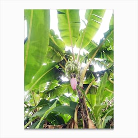 Banana Tree Canvas Print