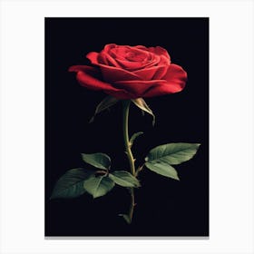 Red Rose On Black Background 24 Canvas Print