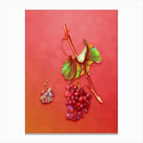 Vintage Grape Barbarossa Botanical Art on Fiery Red n.1086 Canvas Print