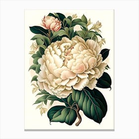 Gardenia Peonies White Vintage Botanical Canvas Print