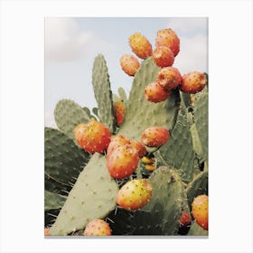 Cactus Fruit Canvas Print