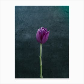 Flowers Tulip Blossom Canvas Print