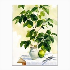 White Sapote Italian Watercolour fruit Canvas Print