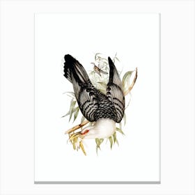 Vintage Channel Bill Cuckoo Bird Illustration on Pure White n.0005 Canvas Print