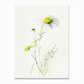 Camomile Herb Minimalist Watercolour 2 Canvas Print