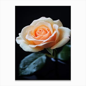 Peach Rose On Black Background 5 Canvas Print