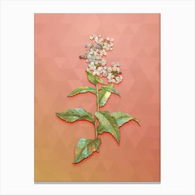 Vintage White Gillyflower Bloom Botanical Art on Peach Pink n.1413 Canvas Print