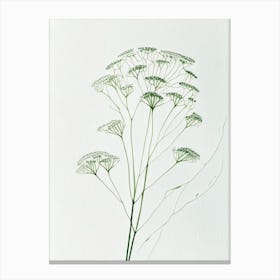 Queen Anne S Lace Leaf Minimalist Watercolour Canvas Print