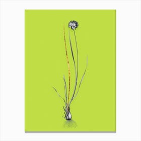 Vintage Allium Foliosum Black and White Gold Leaf Floral Art on Chartreuse n.0953 Canvas Print