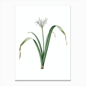 Vintage Small Flowered Pancratium Botanical Illustration on Pure White n.0792 Canvas Print