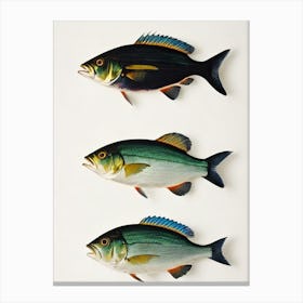 Sea Bream Vintage Poster Canvas Print