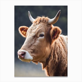 Cow With Horns 2 Canvas Print