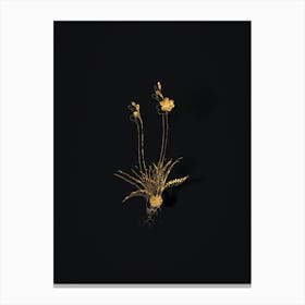 Vintage Ixia Crispa Botanical in Gold on Black n.0139 Canvas Print