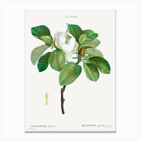 Magnolia Flower Bloom Canvas Print