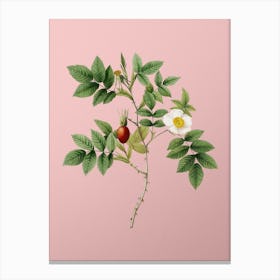 Vintage Mountain Rose Bloom Botanical on Soft Pink Canvas Print