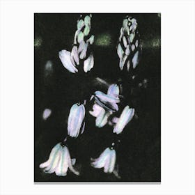 Hyacinth Canvas Print