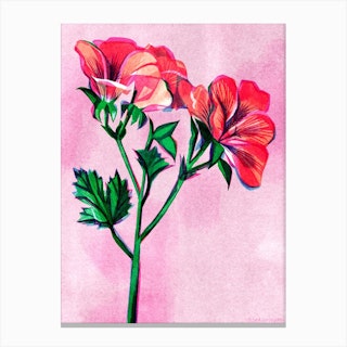 Geranium Flower Canvas Print