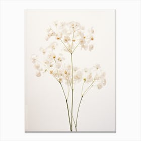 Pressed Flower Botanical Art Gypsophila Babys Breath Canvas Print