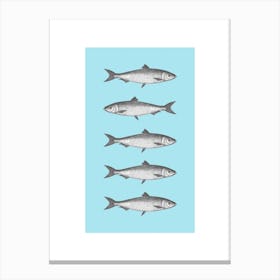 Sardine Canvas Print