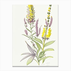 Lysimachia Floral Quentin Blake Inspired Illustration 1 Flower Canvas Print