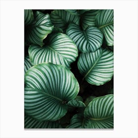 Green Leaves Background Canvas Print