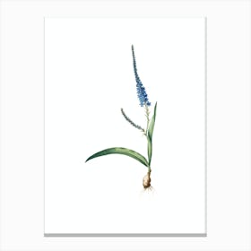 Vintage Ixia Plantaginea Botanical Illustration on Pure White Canvas Print