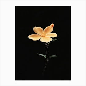 Single Yellow Flower On Black Background Canvas Print