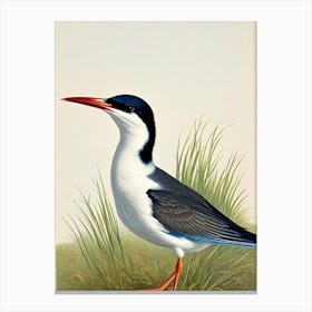 Common Tern James Audubon Vintage Style Bird Canvas Print