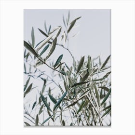 Olive Tree I Canvas Print