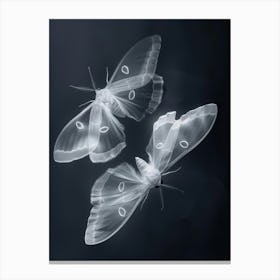 Moths Canvas Print