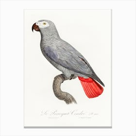 The Grey Parrot From Natural History Of Parrots, Francois Levaillant 2 Canvas Print