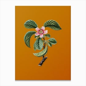 Vintage Chinese Quince Botanical on Sunset Orange n.0517 Canvas Print