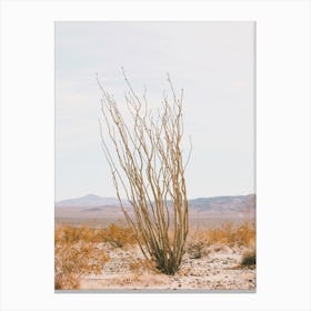 Ocotillo Cactus Desert Canvas Print