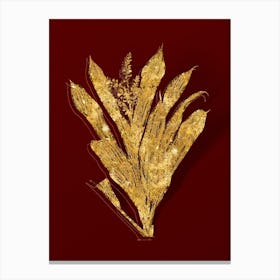 Vintage Cordyline Fruticosa Botanical in Gold on Red n.0349 Canvas Print