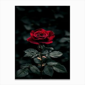 Dark Rose 24 Canvas Print