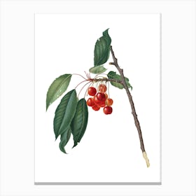 Vintage Cherry Botanical Illustration on Pure White n.0298 Canvas Print