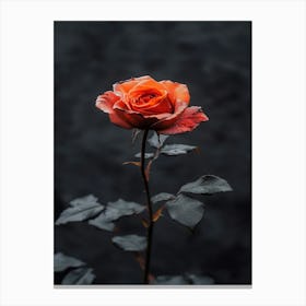 Single Rose On A Dark Background Canvas Print