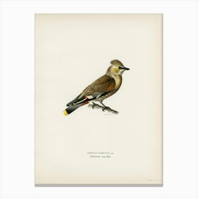 Ampelis Garrulus, The Von Wright Brothers Canvas Print